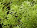   verde Plantas Decorativas Pluma Del Loro, Milenrama Agua Parrotfeather / Myriophyllum Foto