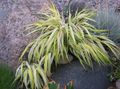   variegato Le piante ornamentali Erba Hakone, Foresta Giapponese Erba graminacee / Hakonechloa foto
