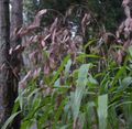  brown Ornamental Plants Spangle grass, Wild oats, Northern Sea Oats cereals / Chasmanthium Photo