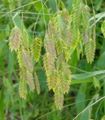   green Ornamental Plants Spangle grass, Wild oats, Northern Sea Oats cereals / Chasmanthium Photo