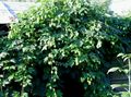   žalias Dekoratyviniai Augalai Šokinėti lapinės dekoratyviniai augalai / Humulus lupulus Nuotrauka