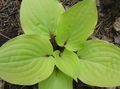   lysegrønn Prydplanter Banan Lilje grønne pryd / Hosta Bilde