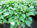   зелен Украсне Биљке Боквица Лили декоративно лиснато / Hosta фотографија
