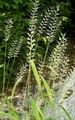   ღია მწვანე დეკორატიული მცენარეები Bottlebrush ბალახის მარცვლეული / Hystrix patula სურათი