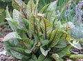 Photo Duga Fuilteacha, Duga Dearg-Veined, Bloodwort Ornamentals Leafy Cur síos