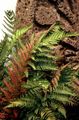   red Ornamental Plants Male fern, Buckler fern, Autumn Fern / Dryopteris Photo