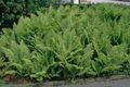   зелений Декоративні Рослини Щитовник папортнікі / Dryopteris Фото