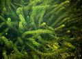 Anacharis，加拿大伊乐藻，美国的水草，氧气杂草