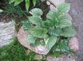   yeşil Süs Bitkileri Sibirya Bugloss, Yanlış Unutma Beni Değil, Çok Yıllık Unutma Beni Değil yapraklı süs / Brunnera fotoğraf