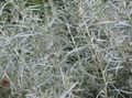   sølvfarvede Helichrysum, Karry Plante, Immortelle grønne prydplanter Foto