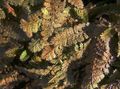   kahverengi Süs Bitkileri Yeni Zelanda Pirinç Düğmeleri yapraklı süs / Cotula leptinella, Leptinella squalida fotoğraf