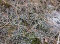   ezüstös Dísznövény Új-Zéland Rézgombos leveles dísznövények / Cotula leptinella, Leptinella squalida fénykép