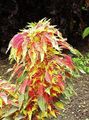  multicolor Joseph’s coat, Fountain plant, Summer Poinsettia, Tampala, Chinese Spinach, Vegetable Amaranth, Een Choy leafy ornamentals / Amaranthus-Tricolor Photo