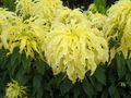   sarı Joseph Ceket, Çeşme Bitki, Yaz Poinsettia, Tampala, Çince Ispanak, Bitkisel Amarant, Een Choy yapraklı süs / Amaranthus-Tricolor fotoğraf