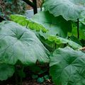   zaļš Dekoratīvie Augi Parasollblad, Shieldleaf Roger Zieds lapu dekoratīvie augi / Astilboides-tabularis Foto