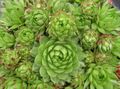   chiaro-verde Le piante ornamentali Jovibarbahouseleek, Gallina-E-Polli foto