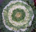   vit Dekorativa Växter Blommande Kål, Prydnads Grönkål, Collard, Cole dekorativbladiga / Brassica oleracea Fil