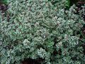   mitmevärviline Dekoratiivtaimede Sidrun-Liivatee lehtköögiviljad ilutaimed / Thymus-citriodorus Foto