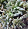   lysegrøn Prydplanter Crassula sukkulenter Foto