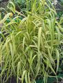   brokiga Dekorativa Växter Bowles Gyllene Gräs, Gyllene Hirs Gräs, Gyllene Trä Hirs säd / Milium effusum Fil