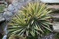   daudzkrāsains Dekoratīvie Augi Ādama Adatu, Spoonleaf Yucca, Adatas Palma lapu dekoratīvie augi / Yucca filamentosa Foto