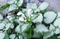   hvit Prydplanter Døde Nesle, Flekket Døde Brennesle grønne pryd / Lamium-maculatum Bilde