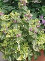   pestrofarebný Dekoratívne rastliny Mŕtvy Žihľava, Všimol Mŕtva Žihľava dekoratívne a listnaté / Lamium-maculatum fotografie