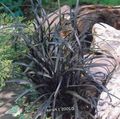   gyllene Dekorativa Växter Lilja-Turf, Ormens Skägg, Svart Drake, Svart Mondo Gräs dekorativbladiga / Ophiopogon Fil