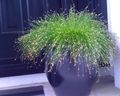   yeşil Süs Bitkileri Fiber Optik Çimen, Tuz Bataklık Saz su bitkileri / Isolepis cernua, Scirpus cernuus fotoğraf