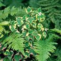   multicolor Chameleon Planta ferskt ornamentals / Houttuynia mynd