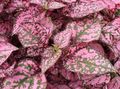   flerfarvet Prikkede Plante, Fregne Ansigt grønne prydplanter / Hypoestes Foto