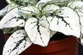   hvid Prikkede Plante, Fregne Ansigt grønne prydplanter / Hypoestes Foto