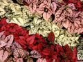   红 观赏植物 波尔卡圆点厂，雀斑 绿叶观赏植物 / Hypoestes 照
