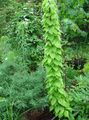   vert des plantes décoratives Dioscorea Caucasica les plantes décoratives et caduques Photo
