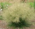 Karvastatud Hairgrass (Kuldne Hairgrass)