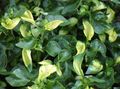   weiß Dekorative Pflanzen Alternanthera dekorative-laub Foto