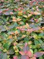   sokszínű Dísznövény Alternanthera leveles dísznövények fénykép