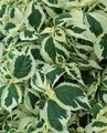   variegato Le piante ornamentali Falsa Ortica, Boehmeria Giapponesi ornamentali a foglia foto