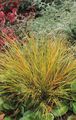   kırmızı Süs Bitkileri Pheasant Kuyruğu Otu, Tüy Çimen, Yeni Zelanda Rüzgar Çimen hububat / Anemanthele lessoniana, Stipa arundinacea fotoğraf