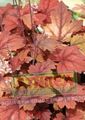   rouge des plantes décoratives Heucherella, Cloches Mousseux les plantes décoratives et caduques Photo