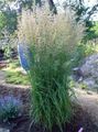   roheline Dekoratiivtaimede Sulgedest Reed Rohi, Triibuline Sulgedest Reed teravilja / Calamagrostis Foto