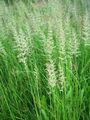   vihreä Koristekasvit Sulka Reed Ruoho, Raidallinen Sulka Reed viljat / Calamagrostis kuva