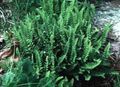   vert des plantes décoratives Woodsia les fougères Photo