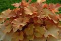  коричневий Декоративні Рослини Гейхера декоративно-листяні / Heuchera Фото