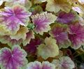   pestrobarevný Dekorativní rostliny Heuchera, Korálový Květina, Korálové Zvony, Alumroot dekorativní-listnaté fotografie
