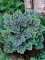   mörk-grön Dekorativa Växter Heuchera, Korall Blomma, Korall Klockor, Alumroot dekorativbladiga Fil