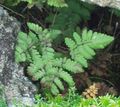   зеленый Декоративные Растения Гимнокарпиум папортники / Gymnocarpium Фото