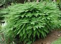   grön Dekorativa Växter Norra Maiden Ormbunke, Fem Fingrar Ormbunke, Fem Fingrar Maiden, Amerikan Mossa ormbunkar / Adiantum Fil