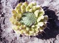   gul Dekorativa Växter Dunce Luvor dekorativbladiga / Orostachys Fil