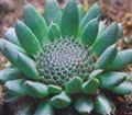   πράσινος Διακοσμητικά φυτά Καλύμματα Ηλίθιου Του διακοσμητικό-φυλλοβόλα / Orostachys φωτογραφία
